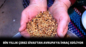 Bin Yıllık Sivas Kavurgası Avrupa’ya İhraç Ediliyor