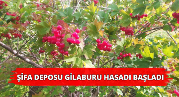 Gemerek’te Şifa Deposu Gilaburu Hasadına Başlandı