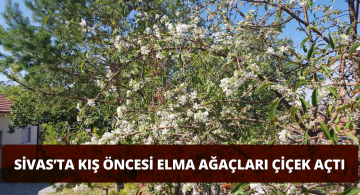 Sivas’ta Elma Ağaçları Zamansız Çiçek Açtı