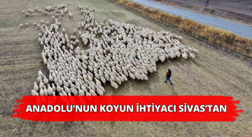 Anadolu’ya Koyun Buradan Gidiyor