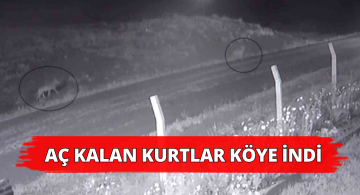 Köye İnen Kurtlar Kameraya Yansıdı