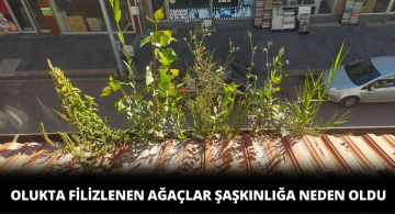 Ağaçlar Olukta Filizlenip Büyüdü
