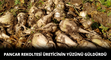 Sivas’ta Pancar Sökümü Başladı Çiftçinin Yüzü Güldü