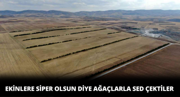 Çam Ağaçları Ekinlere Siper Olması İçin Dikildi
