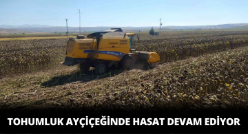 Sivas’ta Tohumluk Ayçiçeği Hasadı Devam Ediyor!