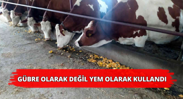 Kabak İneklerde Süt Verimini Arttırdı