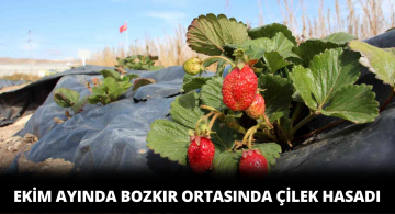 Sonbaharda Çilek Hasadı Yapılacak