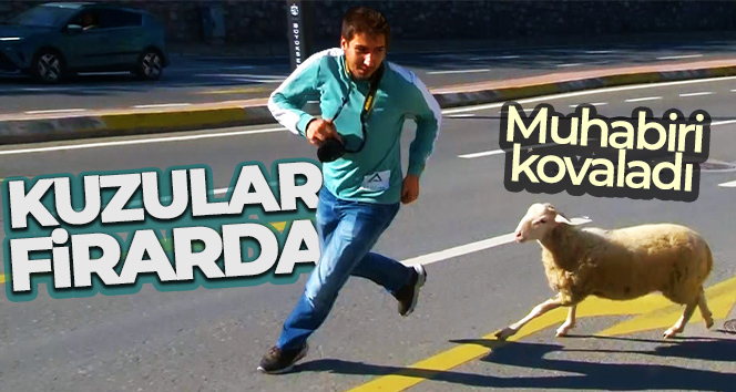 ‘Kuzular firarda’