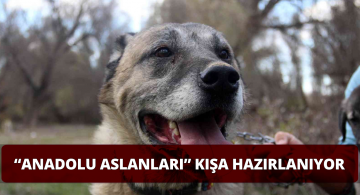 Anadolu Aslanları Kış İçin Güç Topluyor