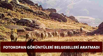 Fotokapanlar Belgesel Gibi Kayıtlar Yaptı