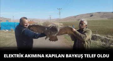 Elektrik Tellerine Takılan Dev Baykuş Telef Oldu