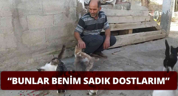Sokak Kedilerine Babalık Yapıyor