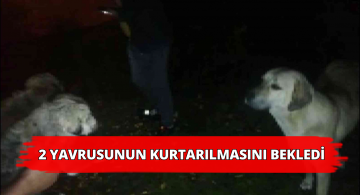 Anneleri Kanala Düşen Yavrularının Başından Ayrılmadı