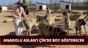 Anadolu Aslan’ı Çin Yolcusu!