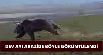 Dev Boz Ayı Böyle Görüntülendi