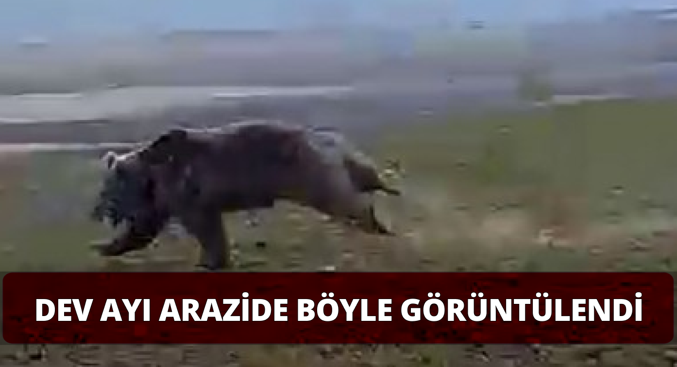 Dev Boz Ayı Böyle Görüntülendi