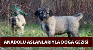 Kangal Köpekleriyle Terapi Gibi Doğa Yürüyüşü