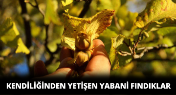 Yabani Fındığı Vatandaşlar Toplayıp Tüketiyor