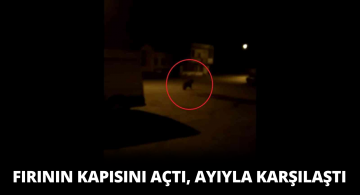 Sivas Gemerek İlçesi Merkezinde Ayı Görüldü!