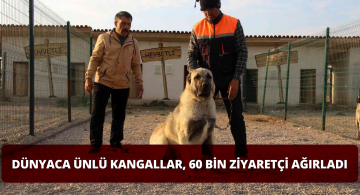Kangalların Bu yılki Ziyaretçi Sayısı 60 Bini Buldu