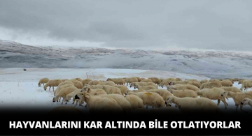 Karla Kaplı Meralarda Koyunlar Otlarken Görüntülendi
