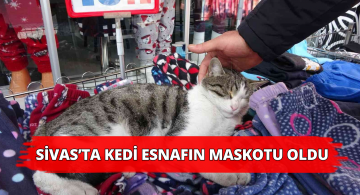 Kediler Giyim Mağazasını Mesken Tuttu