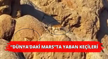 Sivas’ın Marsında Yaban Keçileri Görüntülendi