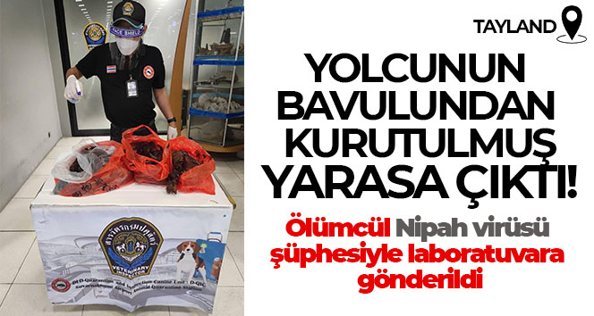 Çin’den Tayland’a gelen yolcunun bavuldan kurutulmuş yarasa çıktı