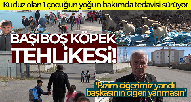 Kuduz köpeğin ısırdığı çocuğun köyünde başıboş köpekler korku saçıyor