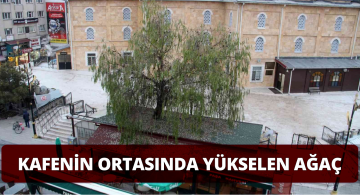 Ağaç Kafenin İçinden Yükseliyor