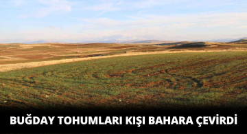 Erkek Filizlenen Tohumlar Bereketin Habercisi