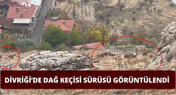 Divriği’de Bir Grup Dağ Keçisi Görüntülendi