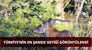 Türkiye’nin En Şansız Geyiği Sivas’ta Görüntülendi