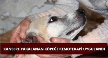 Kansere Yakalanan Köpeğe Kemoterapi Uygulandı