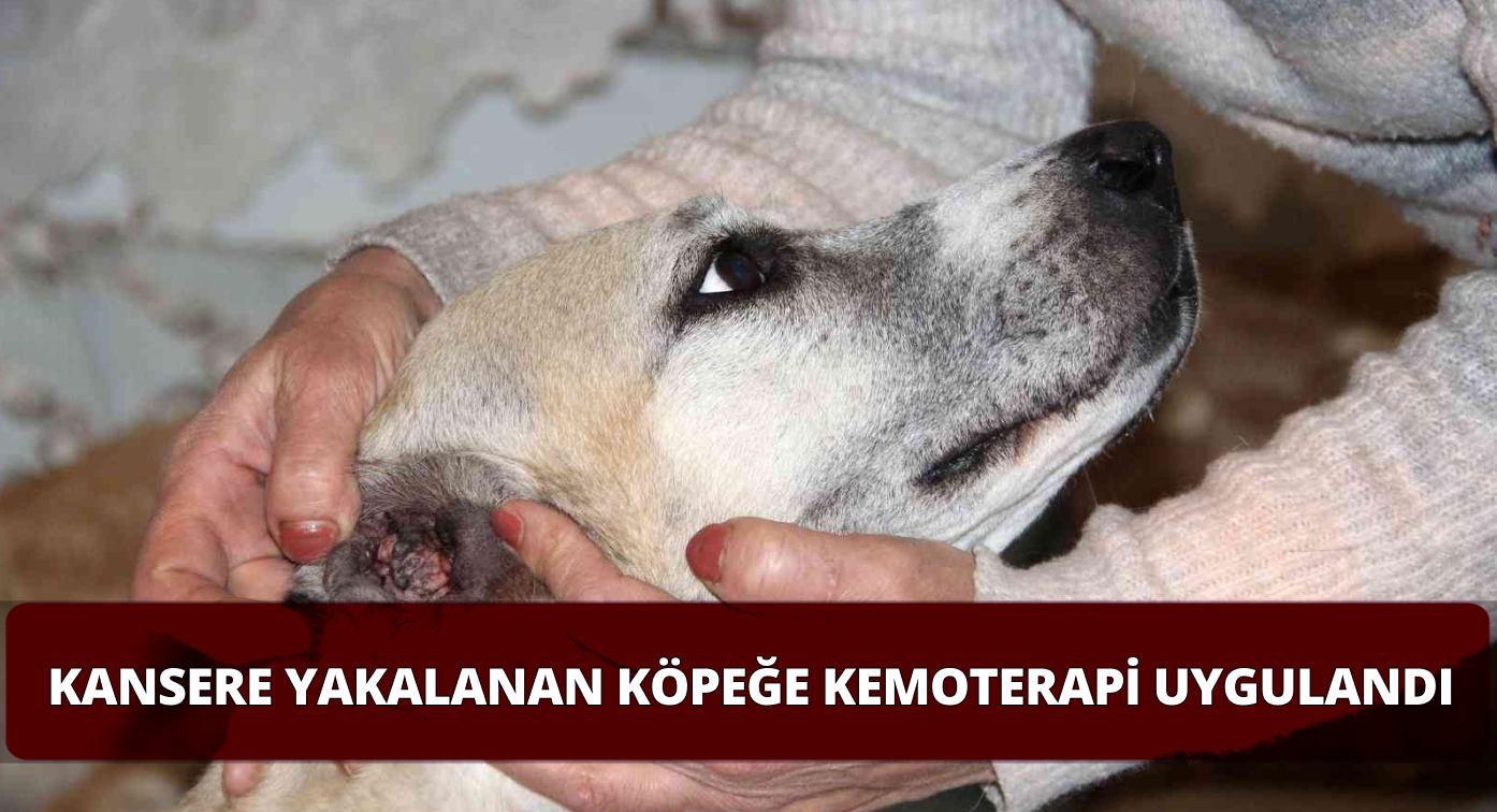 Kansere Yakalanan Köpeğe Kemoterapi Uygulandı