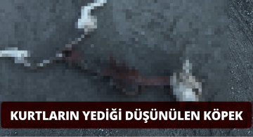 Kurtların Yediği Köpekten Geriye İskeletleri Kaldı