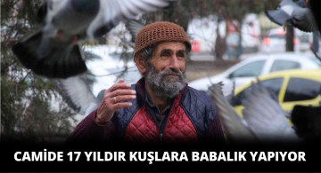 Ulu Cami’nin Kuşlarına Babalık Yapıyor