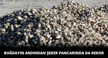 Sivas’ta Şeker Pancarında Rekor Artış Sağlandı
