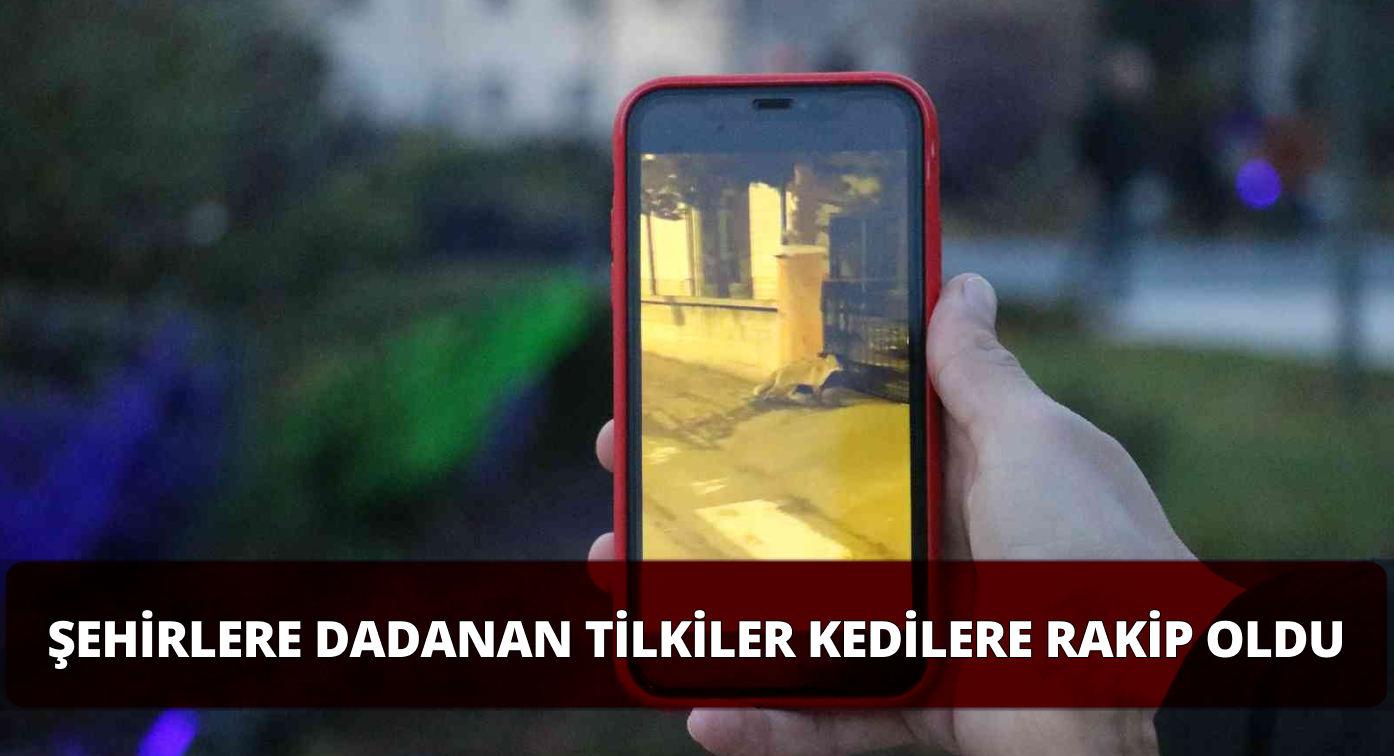 Şehre İnen Tilkiler Bulundukları Yerden Kedileri Kovuyor