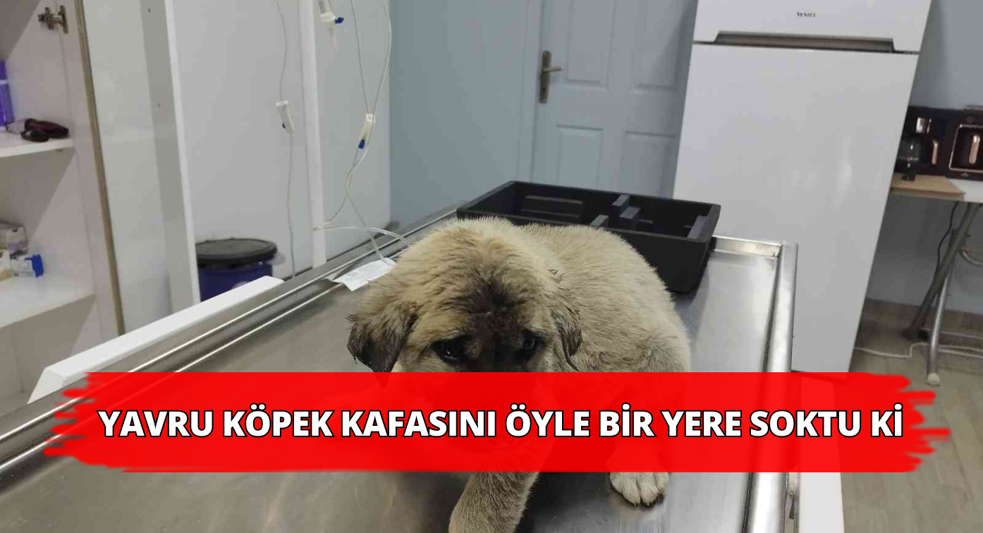 Minik Köpek Kafasını Soktuğu Yerden Çıkaramadı