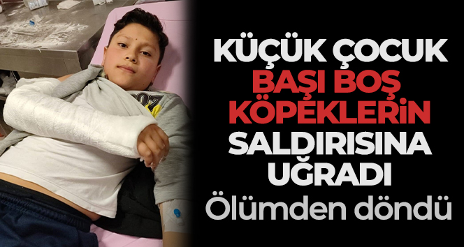 Başıboş köpeğin saldırısına uğrayan 12 yaşındaki çocuk ölümden döndü
