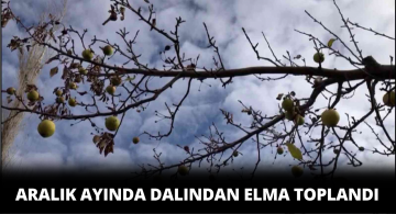 Aralık Ayında Dalından Elma Toplandı