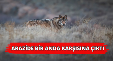 Anadolu Canavarı Objektiflere Yansıdı!