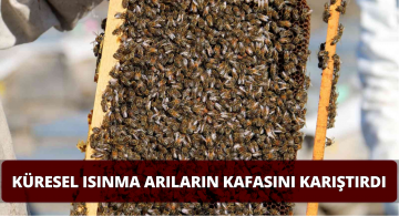 Küresel Isınma Arıların Da Kafasını Karıştırdı