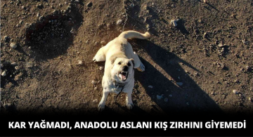 Anadolu Kaplanları Kar Yağmasını Bekliyor