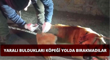 Yol Kenarındaki Yaralı Köpeği Ölüme Terk Etmediler