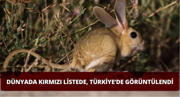 Dünyada Kırmızı Listede Türkiye’de Sivas’ta Görüntülendi