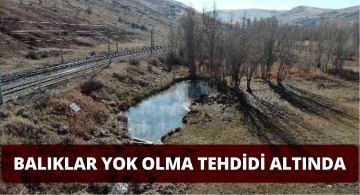 Dünyaca Ünlü Doktor Balıkları Yol Olmakla Karşı Karşıya