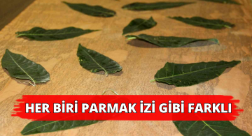 Herbiri Parmak İzi Gibi