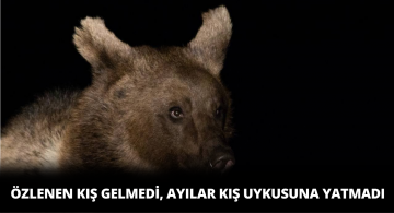 Kar Yağmayınca Ayılar Kış Uykusuna Yatmadı